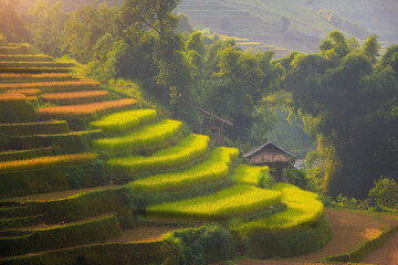 Wall Mural - Green Rice fields on terraced in Mu cang chai, Vietnam Rice field