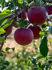 apples on tree