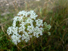 White Flowers Of Yarrow In The Field, Wild Flower, Altai Wild Herb, Medicinal Plant, Grassland Plant, Macro Close Up