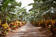 © Gabriel Trujillo/ADDICTIVE STOCK - Banana trees with green leaves growing along path in tropical garden in summer