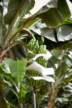 Bunches Of Green Bananas Growing On Trees In Green Tropical Garden In Village