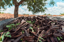 Pile Of Ripe Carob Pods On Canvas Placed Under Tree During Harvesting Season In Countryside