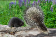 Porcupette (Erethizon dorsatum) Sits on Log Next to Adult Porcupine Turned Away Summer