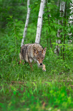 Adult Coyote (Canis Latrans) Steps Out Of Forest Summer