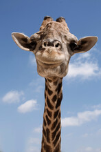 Portrait Of Giraffe