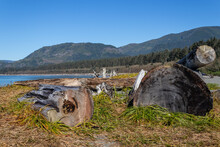 Driftwood And Seaweed On The Beach At Port Renfrew, British Columbia, Canada