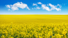 Yellow Rapeseed Field And Blue Sky With White Clouds