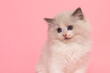 © Elles Rijsdijk - Portrait of a cute ragdoll kitten with blue eyes  looking at the camera on a pink background with a shy look