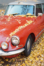 Yellow Leaves On A Car