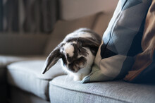 Cute Bunny Lying On The Sofa At Home
