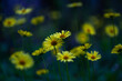 yellow dandelions on a meadow