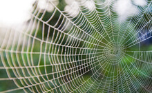 Close Up Of Spider Web