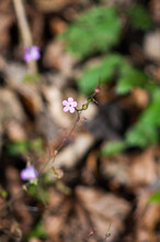 Small Pink Forest Flower