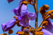 bluebell flowers