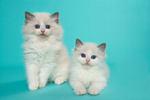 Two Cute Ragdoll Cat Kittens With Blue Eyes Looking At The Camera, One Sitting One Lying Down On A Blue Background