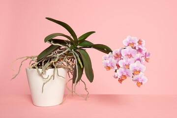 Wall Mural - Blooming pink orchid in a flowerpot on a pink background