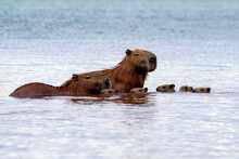 Five Capybaras Chicks Swimming Together With Their Parents At Paranoá Lake In Brasilia, Brazil. The Capybara Is The Largest Rodent In The World. Species Hydrochoerus Hydrochaeris. Cerrado.