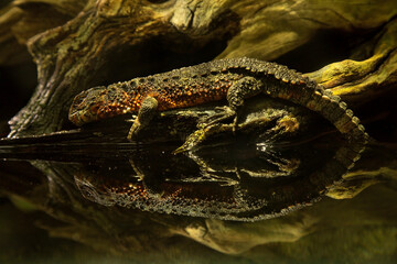 Wall Mural - Chinese crocodile lizard (Shinisaurus crocodilurus).