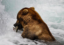 Big Brown Bear Eating A Salmon