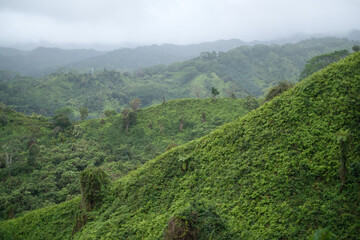 Wall Mural - a green hillside with trees