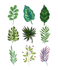 Wall Mural - set of green leaves and one purple on white background