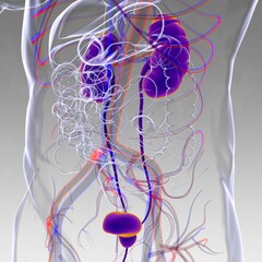 Human Urinary System Kidneys with Bladder Anatomy For Medical Concept 3D Rendering