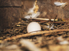 Pigeon Egg In Bird's Nest. Bird Nest White Dove Pigeon Eggs Lay On The Nest In The Morning Sunlight. Pigeon Egg In The Nest.