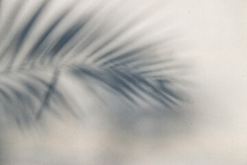 Wall Mural - abstract background texture of shadows leaf on a concrete wall