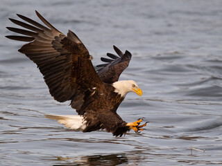 Wall Mural - Bald Eagle About to Grab Fish from River