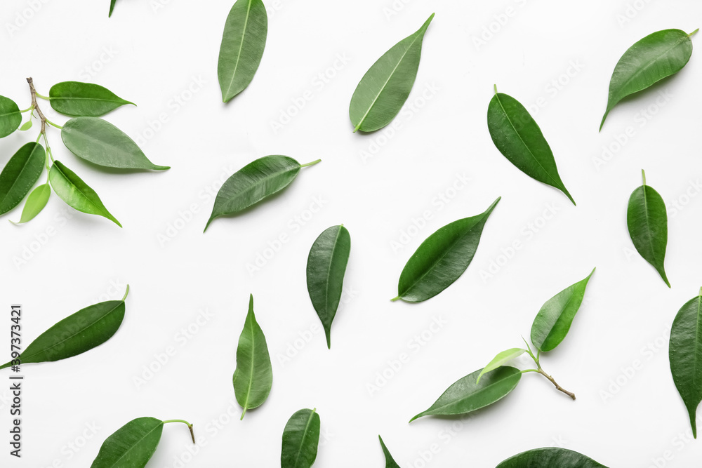 Green tea leaves on white background