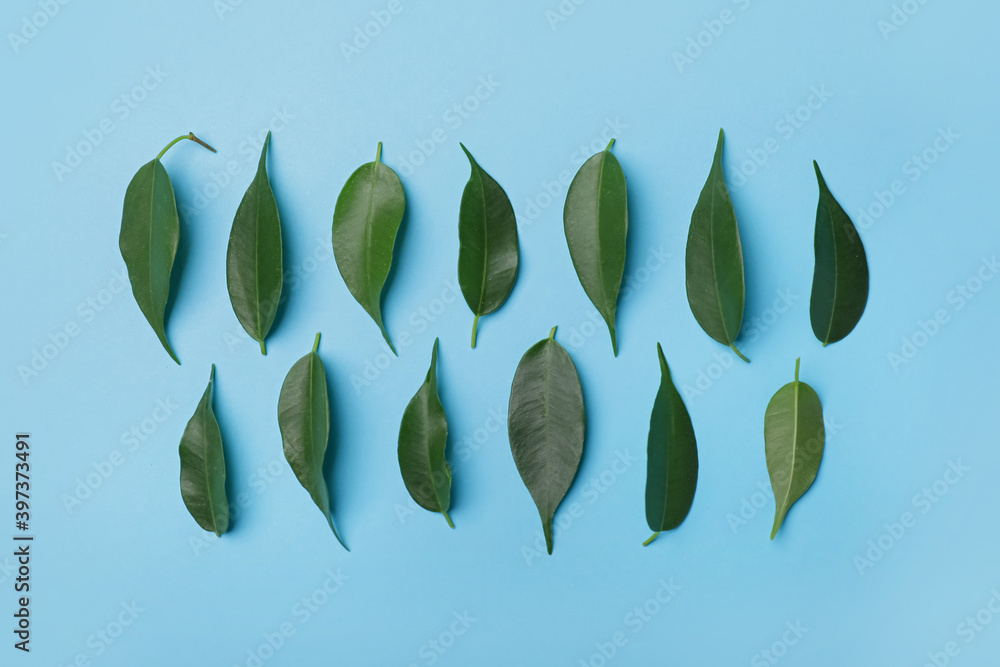 Green tea leaves on color background