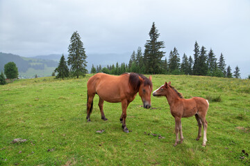 Horse and foal on mountain pasture with spruce trees near the village of Verkhovyna. Ukraine, Carpathians.