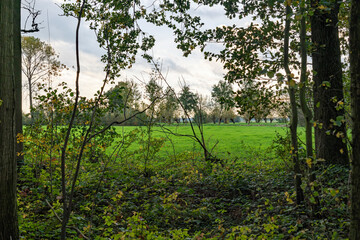 This forest edge borders the meadows near Linschoten 2