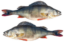 Big River Perch Fish Isolated On White Background With Clipping Path. River Bass Isolated On White Background.