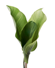 Calathea Foliage, Exotic Tropical Leaf, Large Green Leaf, Isolated On White Background With Clipping Path 