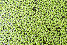 Natural Green Duckweed On Water For Nature Background Or Texture.