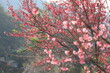 © Smallroombigdream - cherry bossom boom in nature