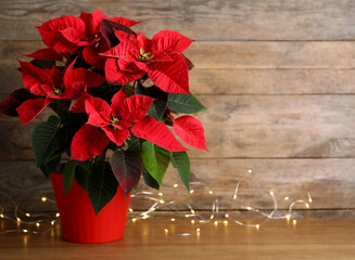poinsettia (traditional christmas flower) and string lights on wooden table. space for text