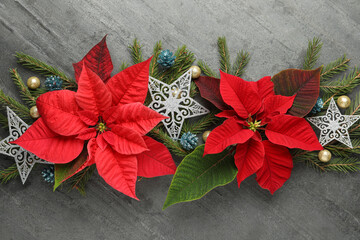 Poster - Flat lay composition with beautiful poinsettia on grey background. Christmas traditional flower