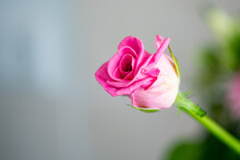 Close Up Pink Rose Against Grey Background