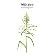 Wild rice (Zizania aquatica), state grain of Minnesota