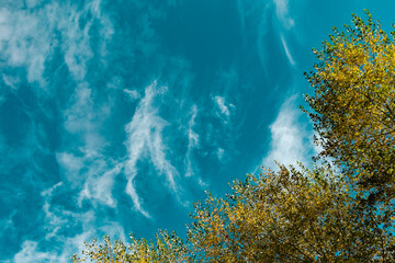 View from the bottom up on the tops of deciduous trees with yellow and green leaves on the background of a very beautiful colorful sky with lblaks. Pleasant time of year in the fresh air, beautiful na