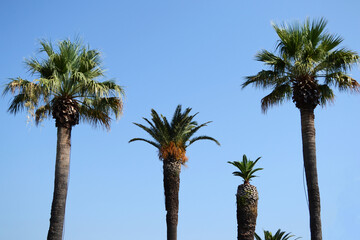 Wall Mural - Palm trees on a blue sky background.