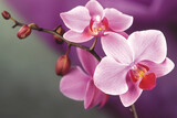 Fototapeta Storczyk - pink orchid