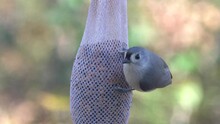 A Tiny Tufted Titmouse Bird Eating Seeds On The Hanging Pod Bird Feeder