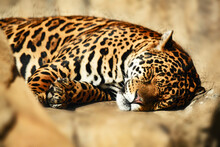 The Bright Warm Sun Warms The Nose Of The Sleeping Jaguar