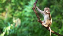 Funny Cute Looking Monkey On Tree Branch. Lovely Little Primate Eating, Swinging On Liana. Pretty Scene Of Wildlife In Exotic Green Forest.