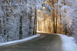 road forest snow frost sunlight winter