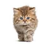 Fototapeta Zwierzęta - Kitten British longhair approaching