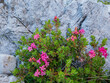 canvas print picture - Kleiner Strauch mit rosa Blüten auf einem Felsen